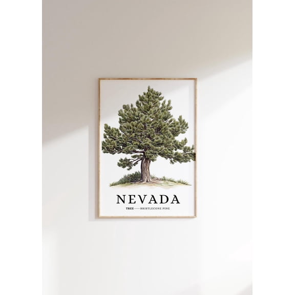 Bristlecone Pine Tree Poster: Nevada State Symbol Art, Unframed Poster Size 8x12