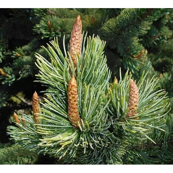 CZ Grain 30 Bristlecone Pine Tree Plant Seeds