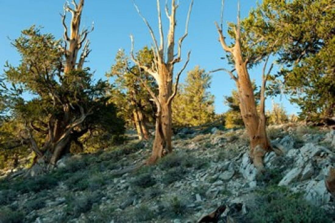 Bristlecone pine grove at Ancient Bristlecone Pine Forest White Mountains California USA Canvas Art - Panoramic Images (36 x 24)