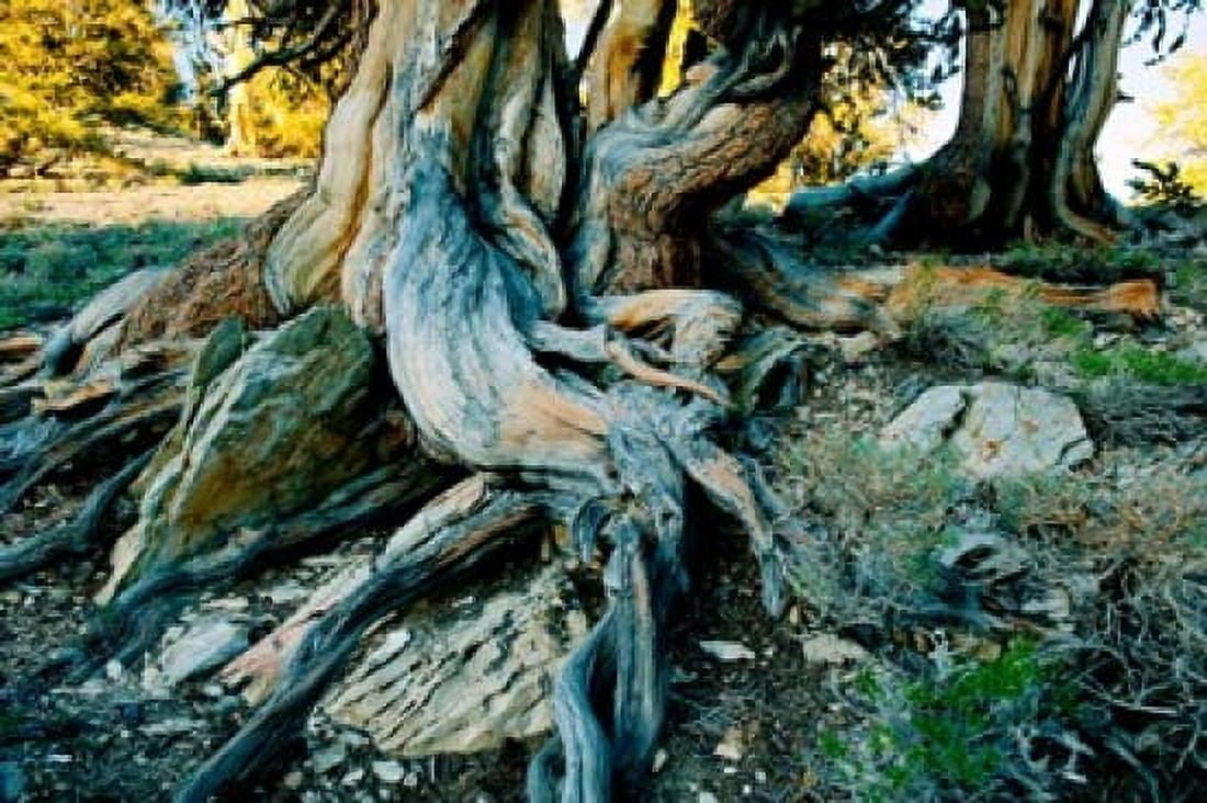 Bristlecone pine grove at Ancient Bristlecone Pine Forest White Mountains California USA Canvas Art - Panoramic Images (36 x 24)