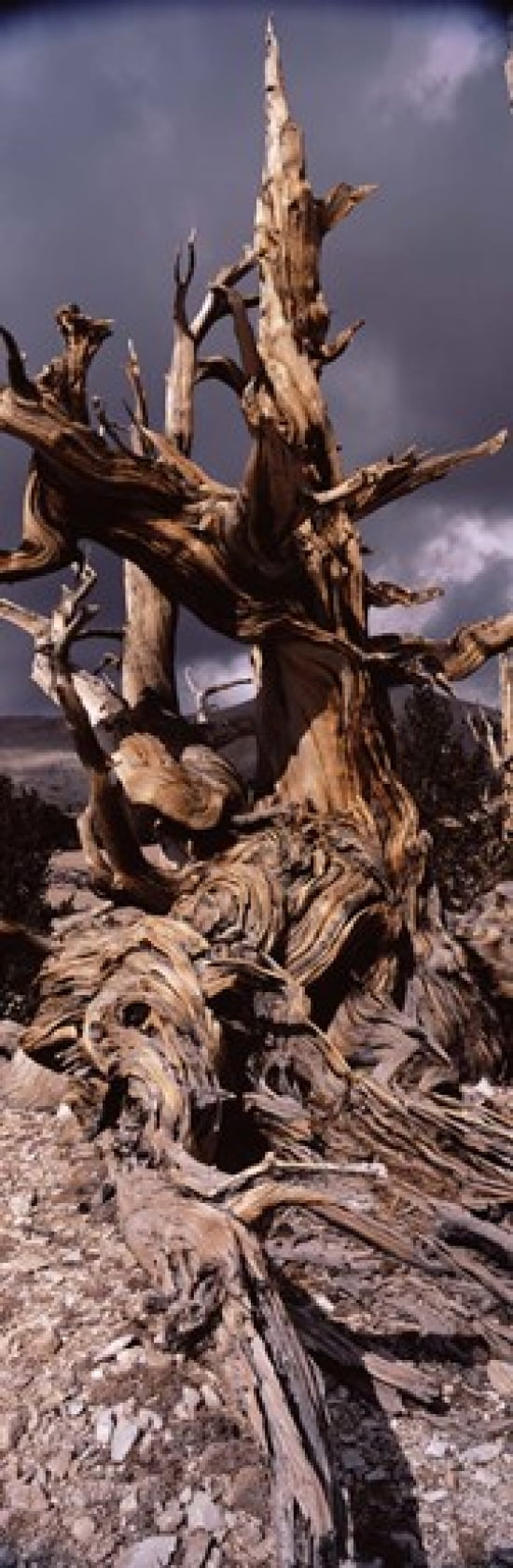 Bristlecone pine tree (Pinus longaeva) under cloudy sky Inyo County California USA Canvas Art - Panoramic Images (18 x 6)