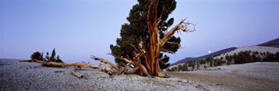 Bristlecone pine tree in Ancient Bristlecone Pine Forest White Mountains California USA Canvas Art - Panoramic Images (36 x 12)