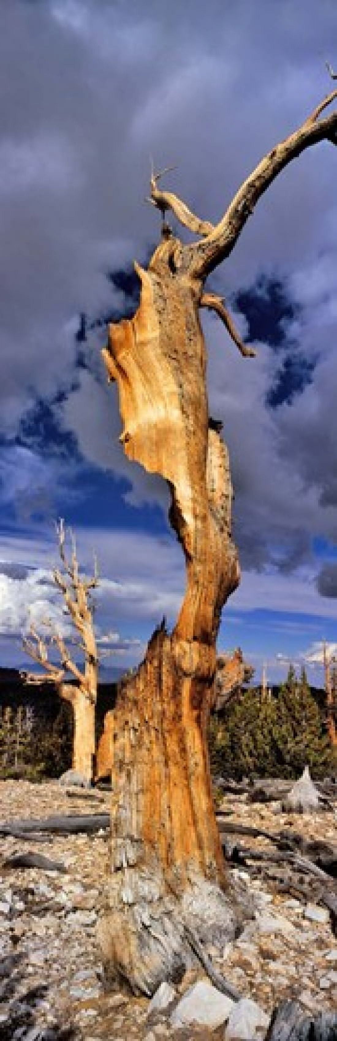 Bristlecone pine trees (Pinus longaeva) on a landscape White Mountain California USA Canvas Art - Panoramic Images (18 x 6)