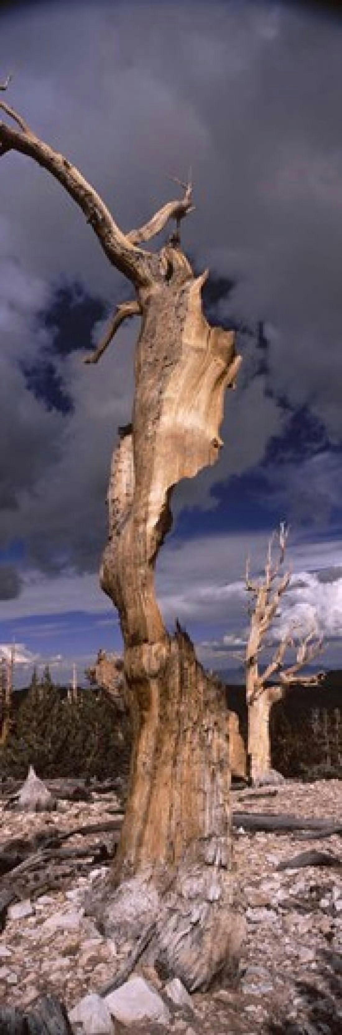Bristlecone pine trees (Pinus longaeva) on a landscape White Mountain California USA Canvas Art - Panoramic Images (36 x 12)