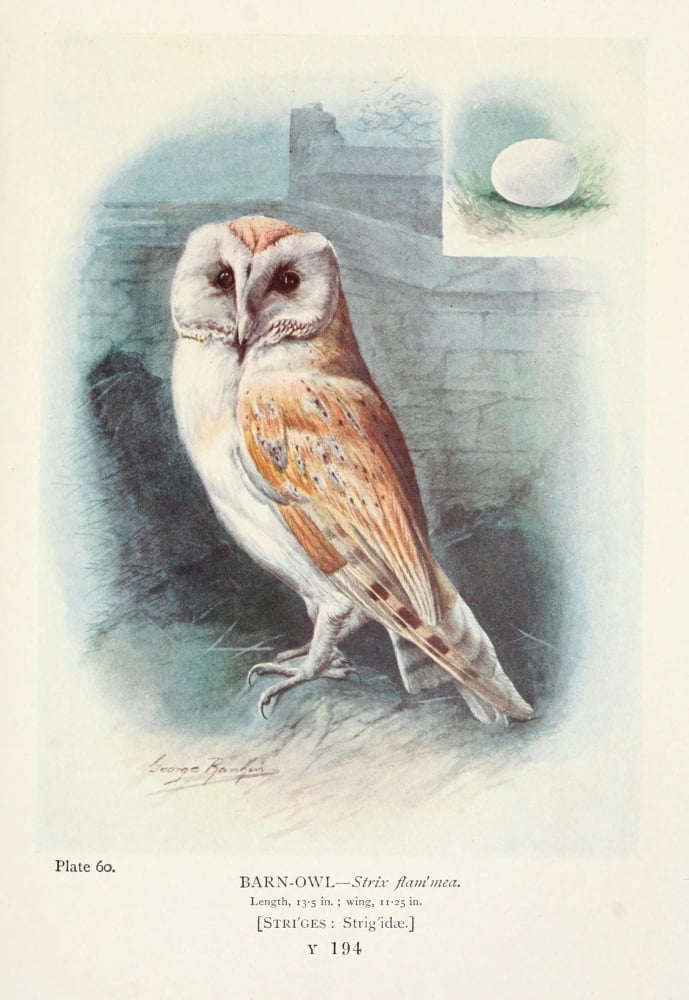 Britains Birds 1910 Barn-owl Canvas Art - George Rankin (24 x 36)