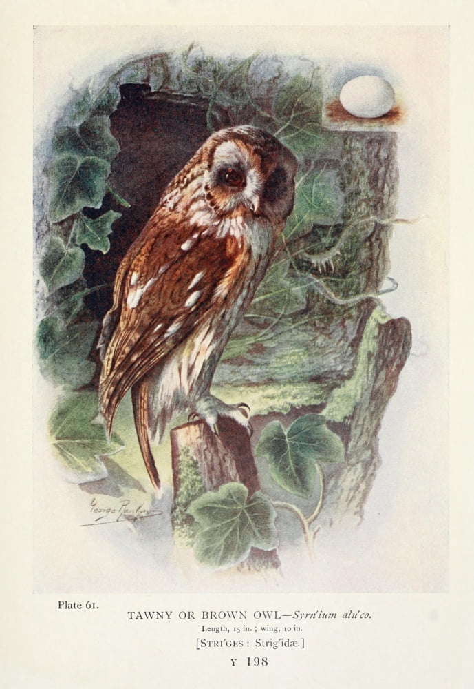 Britains Birds 1910 Tawny Owl Canvas Art - George Rankin (24 x 36)
