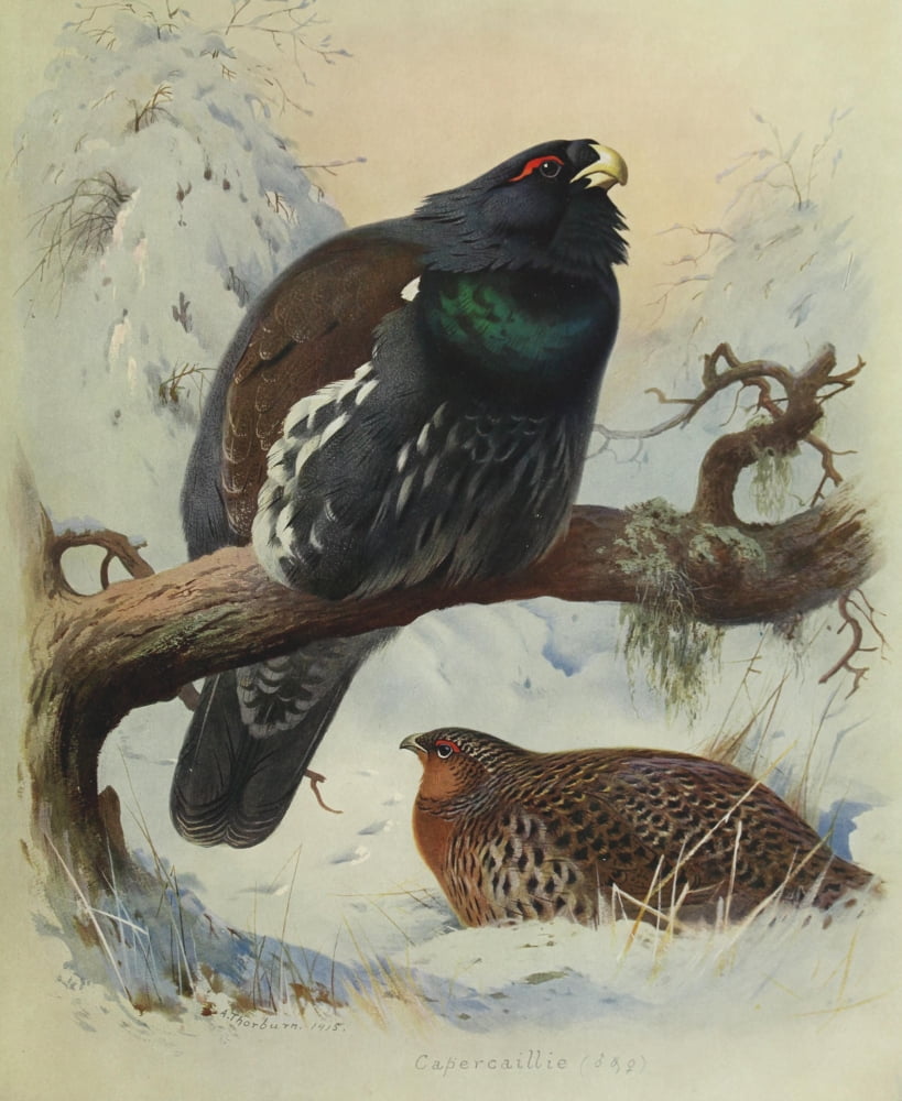 British Birds 1915 Capercaillie Canvas Art - Archibald Thorburn (18 x 24)