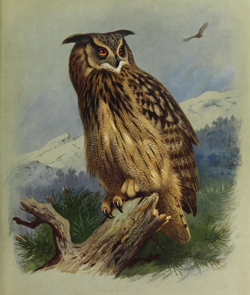 British Birds 1915 Eagle Owl Canvas Art - Archibald Thorburn (18 x 24)