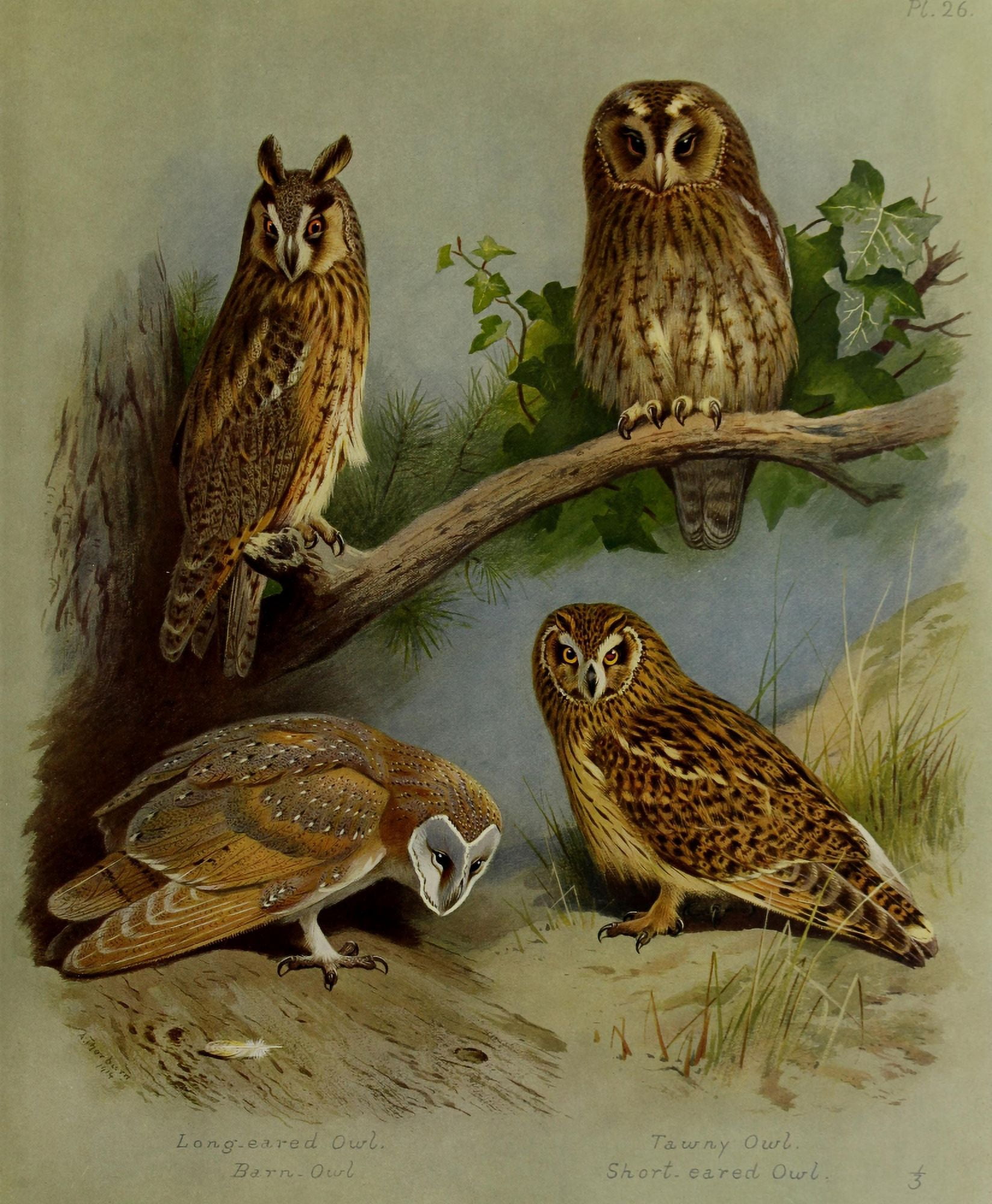 British Birds 1915 Owls 1 Canvas Art - Archibald Thorburn (18 x 24)