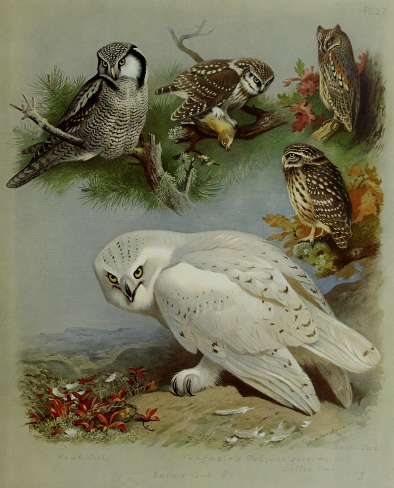 British Birds 1915 Owls 2 Canvas Art - Archibald Thorburn (24 x 36)