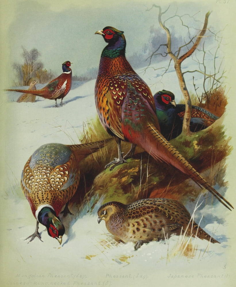 British Birds 1915 Pheasants Canvas Art - Archibald Thorburn (18 x 24)