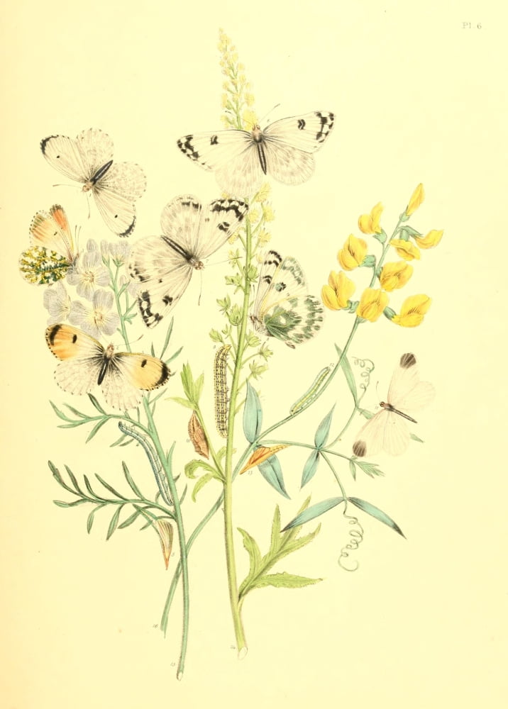 British Butterflies & their Transformations 1841 Butterflies 1 Canvas Art - Henry N Humphreys (24 x 36)