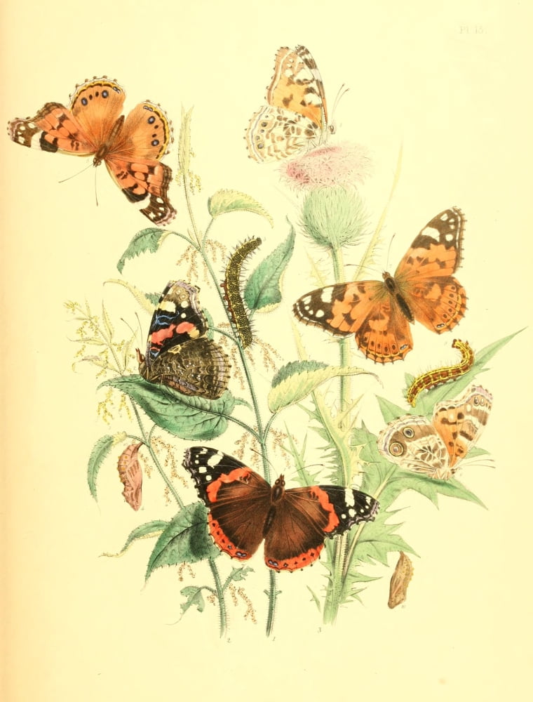 British Butterflies & their Transformations 1841 Butterflies 10 Canvas Art - Henry N Humphreys (18 x 24)