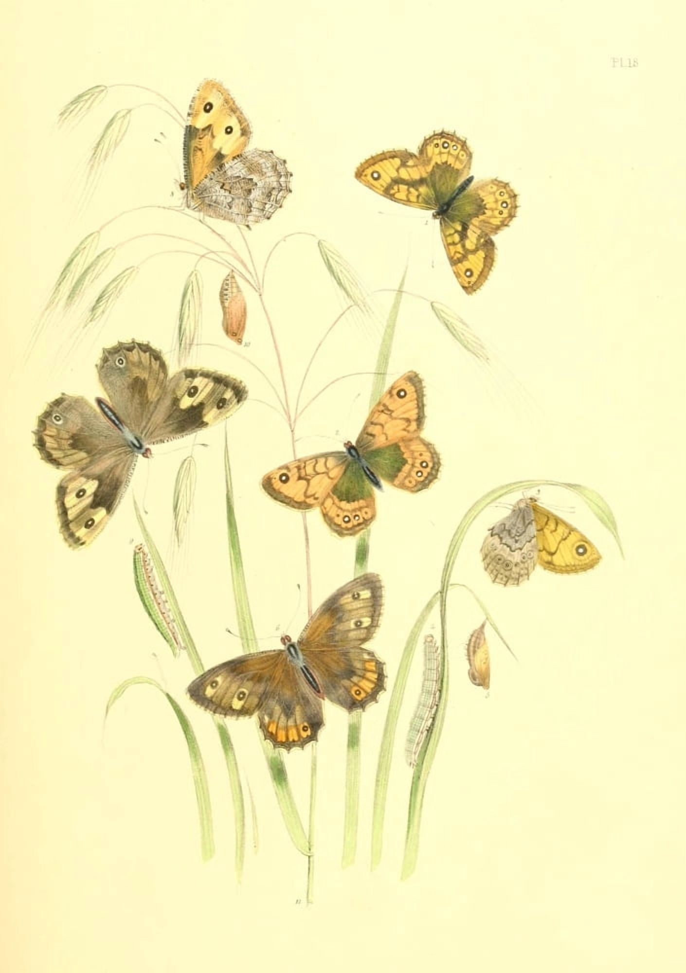 British Butterflies & their Transformations 1841 Butterflies 12 Canvas Art - Henry N Humphreys (18 x 24)