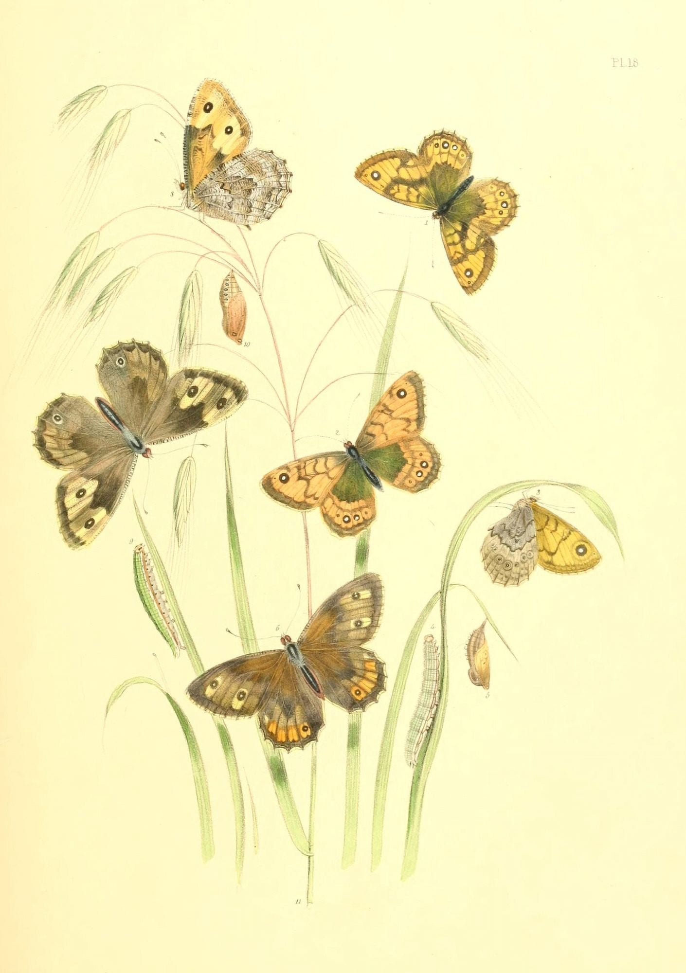 British Butterflies & their Transformations 1841 Butterflies 12 Canvas Art - Henry N Humphreys (24 x 36)