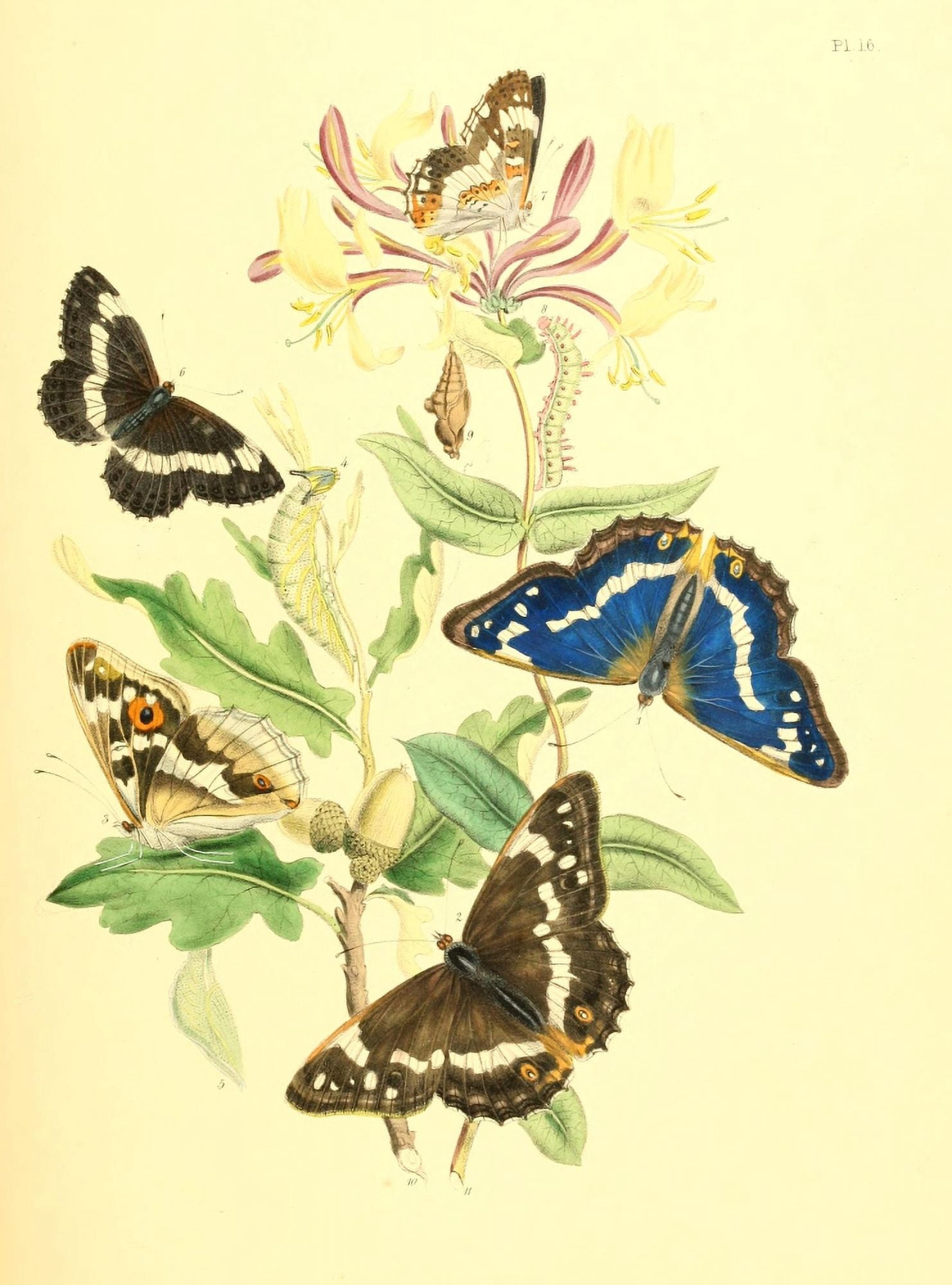 British Butterflies & their Transformations 1841 Butterflies 13 Canvas Art - Henry N Humphreys (18 x 24)
