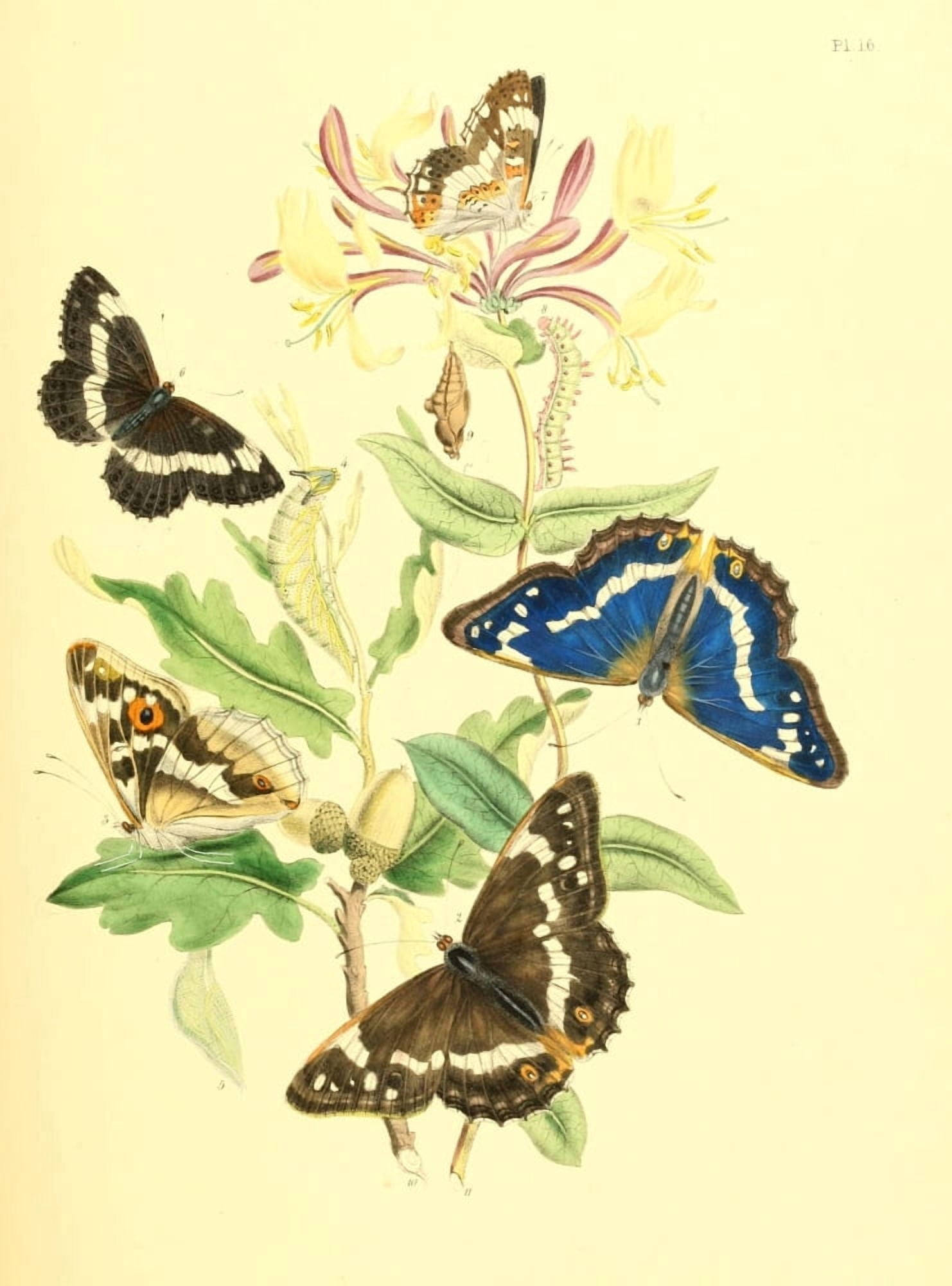 British Butterflies & their Transformations 1841 Butterflies 13 Canvas Art - Henry N Humphreys (24 x 36)