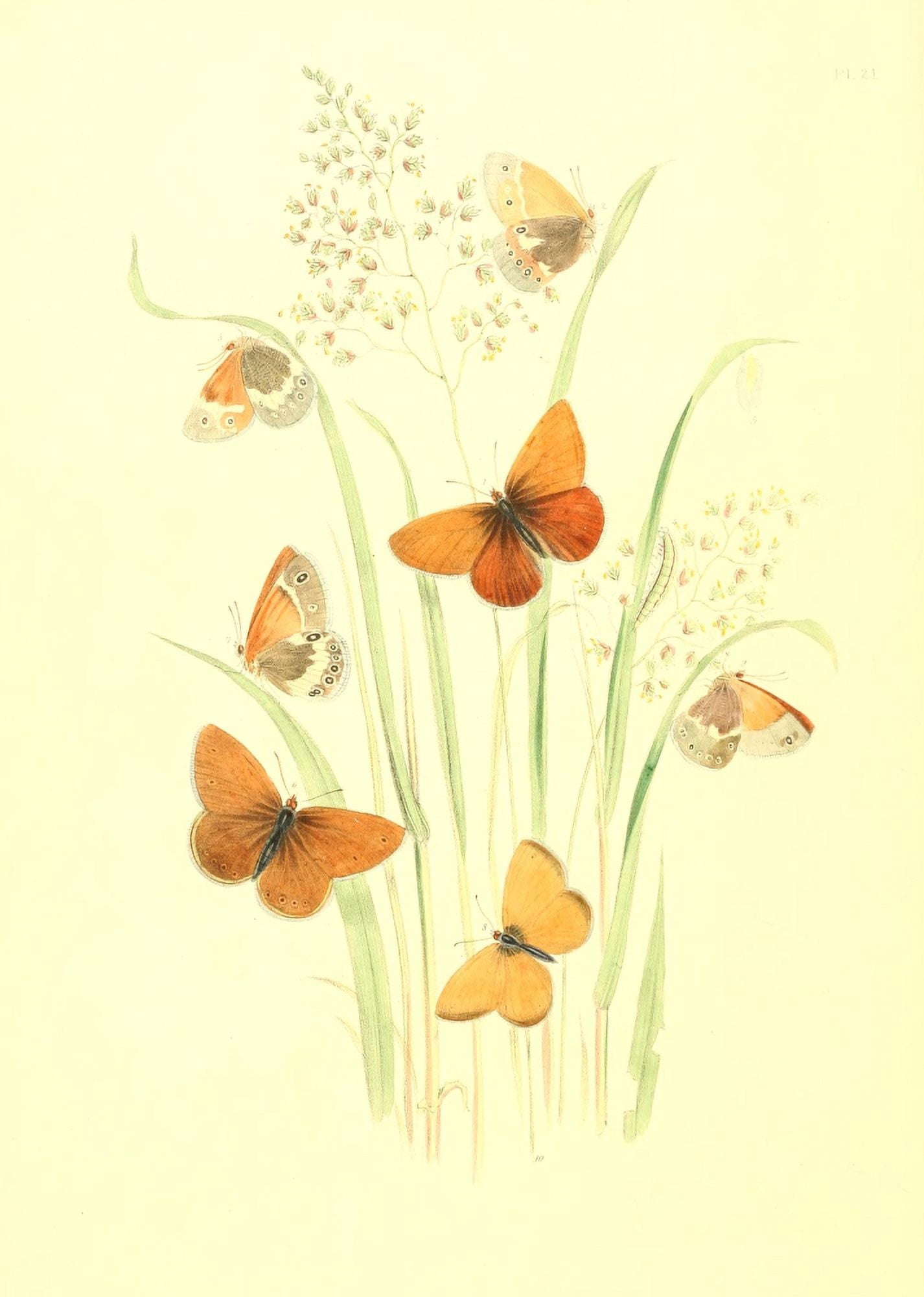 British Butterflies & their Transformations 1841 Butterflies 14 Canvas Art - Henry N Humphreys (24 x 36)