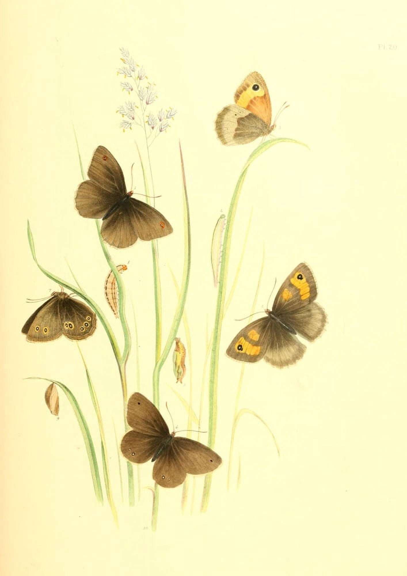 British Butterflies & their Transformations 1841 Butterflies 15 Canvas Art - Henry N Humphreys (18 x 24)