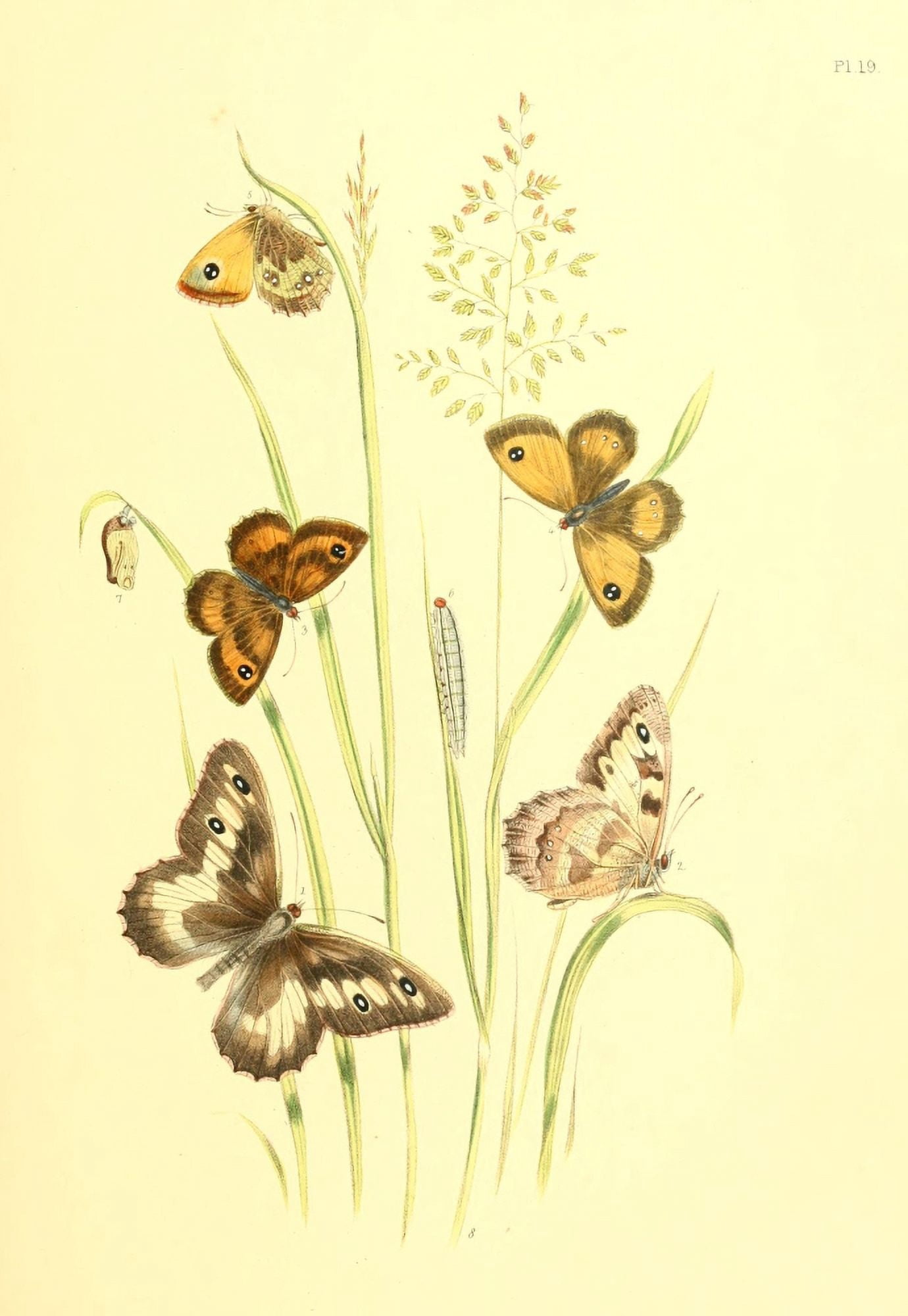 British Butterflies & their Transformations 1841 Butterflies 16 Canvas Art - Henry N Humphreys (24 x 36)