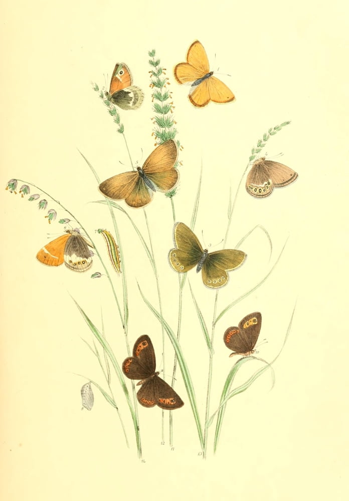 British Butterflies & their Transformations 1841 Butterflies 17 Canvas Art - Henry N Humphreys (18 x 24)