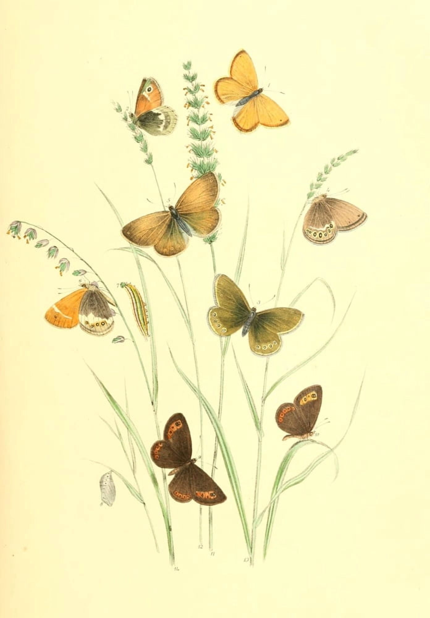British Butterflies & their Transformations 1841 Butterflies 17 Canvas Art - Henry N Humphreys (24 x 36)