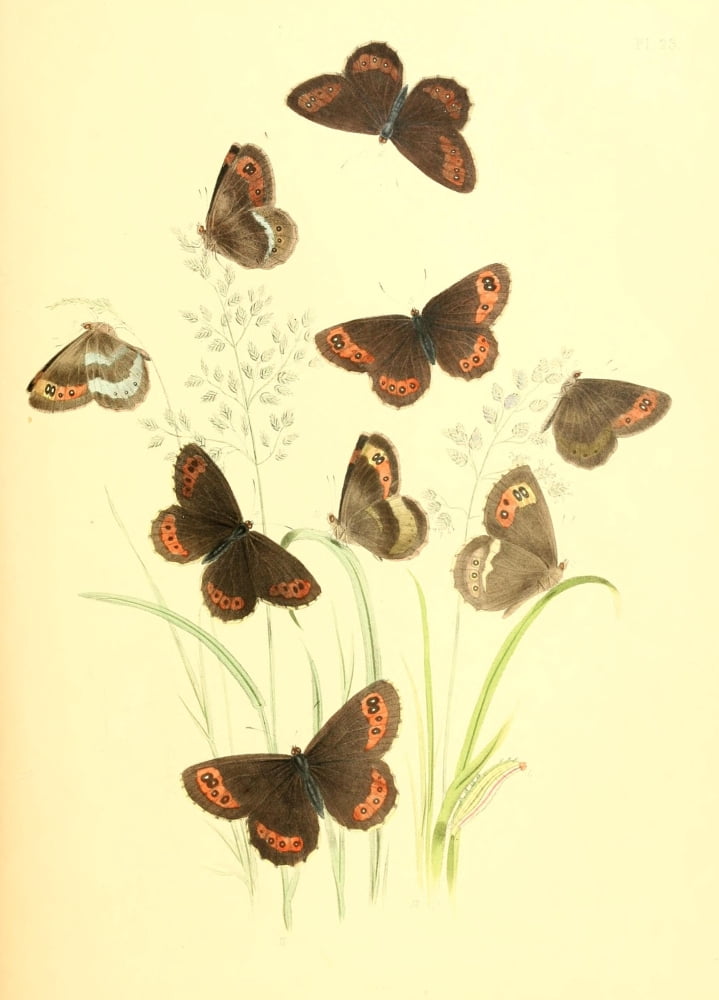 British Butterflies & their Transformations 1841 Butterflies 18 Canvas Art - Henry N Humphreys (18 x 24)