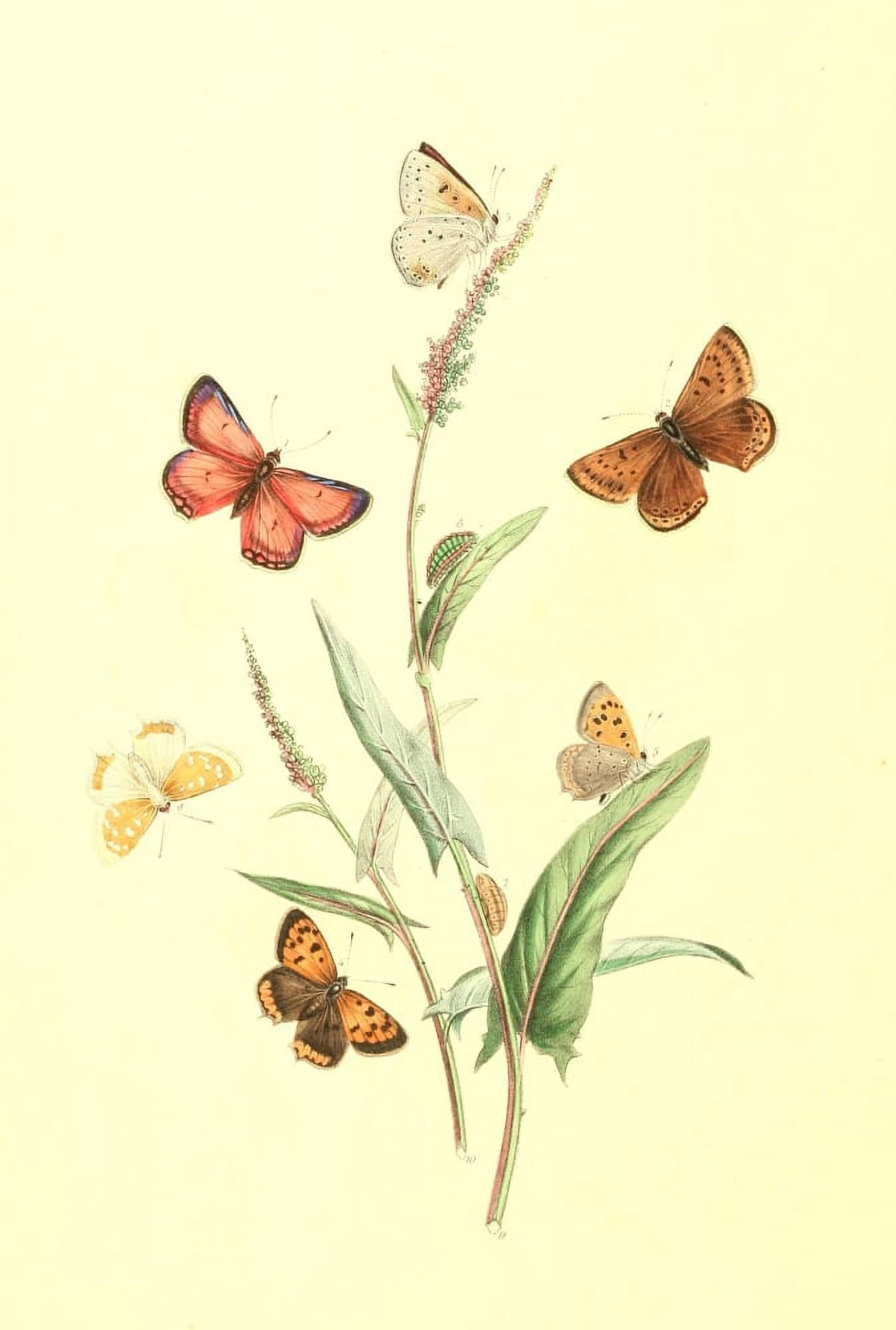British Butterflies & their Transformations 1841 Butterflies 19 Canvas Art - Henry N Humphreys (24 x 36)