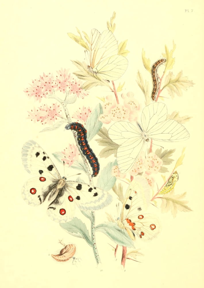 British Butterflies & their Transformations 1841 Butterflies 2 Canvas Art - Henry N Humphreys (18 x 24)