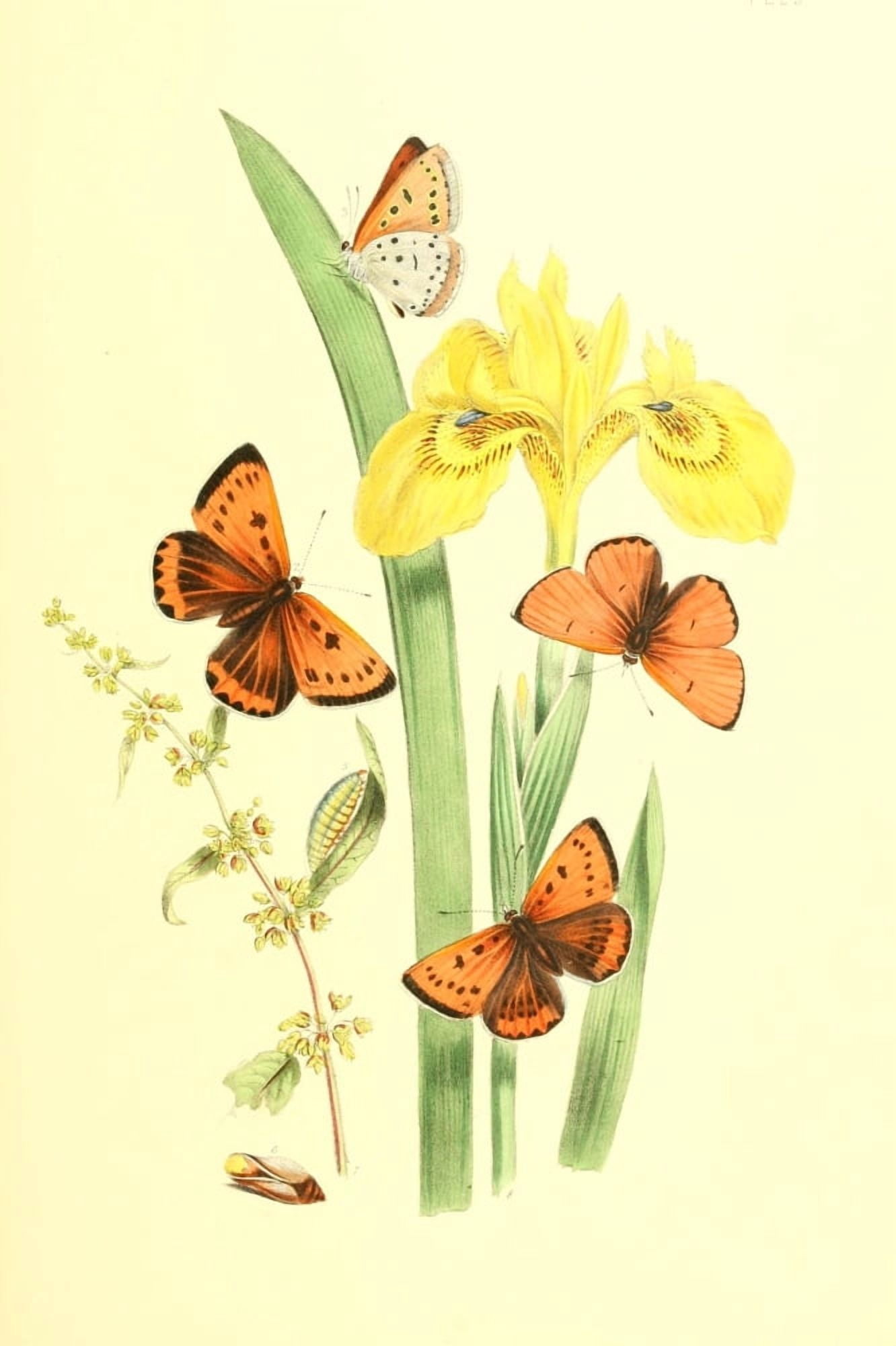 British Butterflies & their Transformations 1841 Butterflies 20 Canvas Art - Henry N Humphreys (18 x 24)