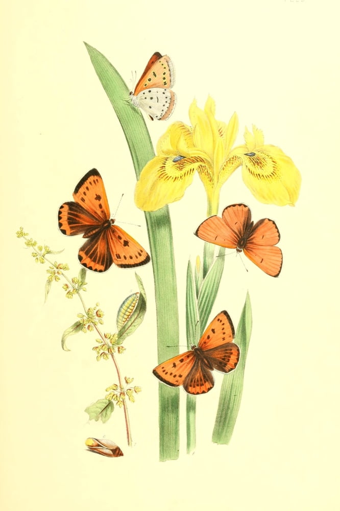 British Butterflies & their Transformations 1841 Butterflies 20 Canvas Art - Henry N Humphreys (24 x 36)