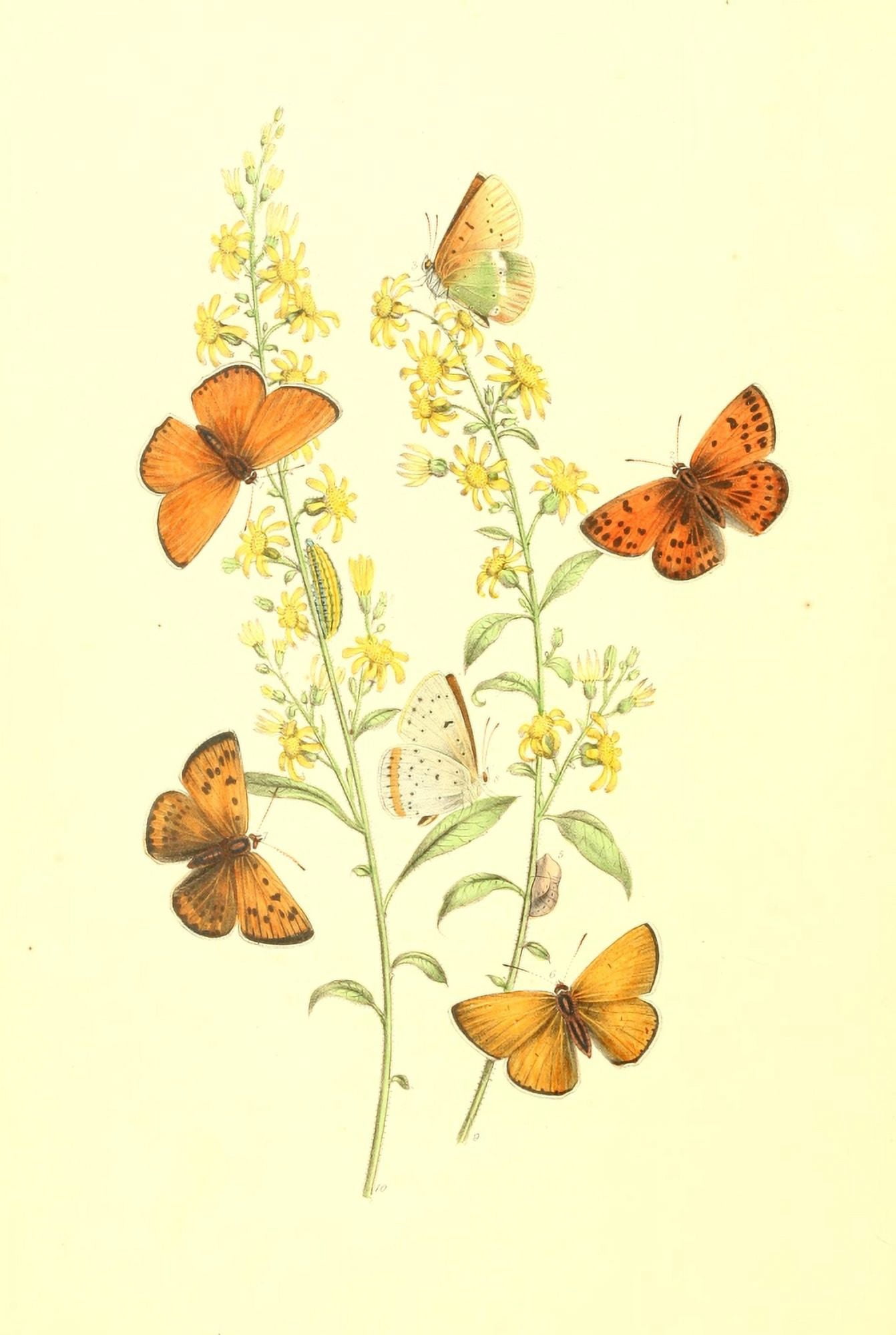 British Butterflies & their Transformations 1841 Butterflies 21 Canvas Art - Henry N Humphreys (18 x 24)