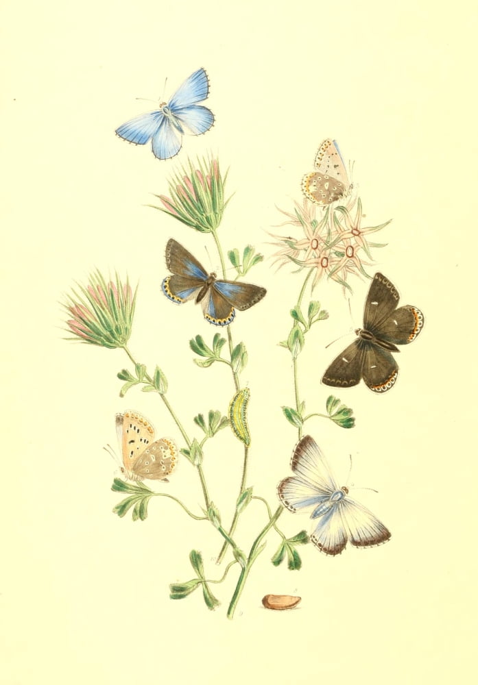 British Butterflies & their Transformations 1841 Butterflies 22 Canvas Art - Henry N Humphreys (18 x 24)