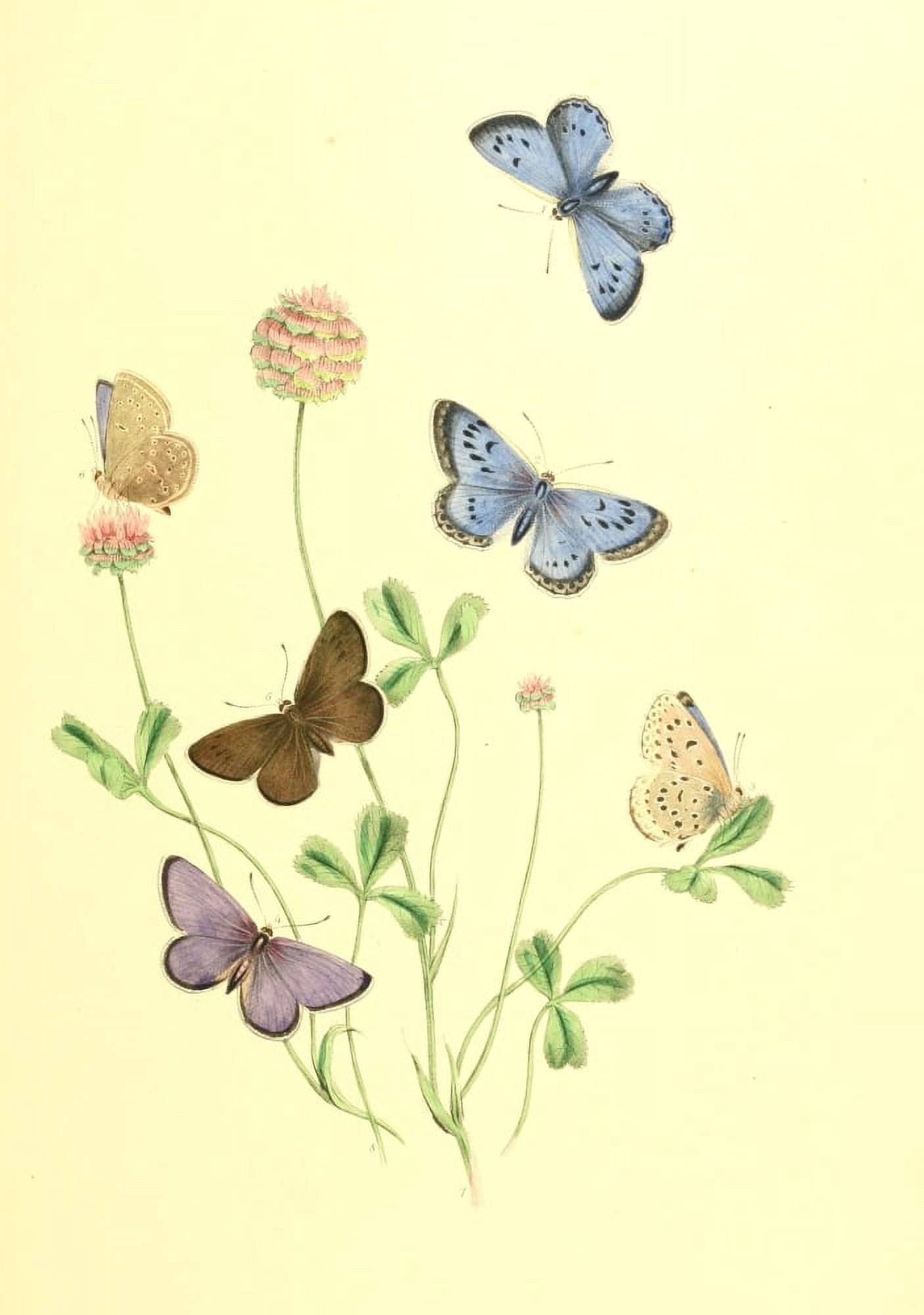 British Butterflies & their Transformations 1841 Butterflies 23 Canvas Art - Henry N Humphreys (24 x 36)