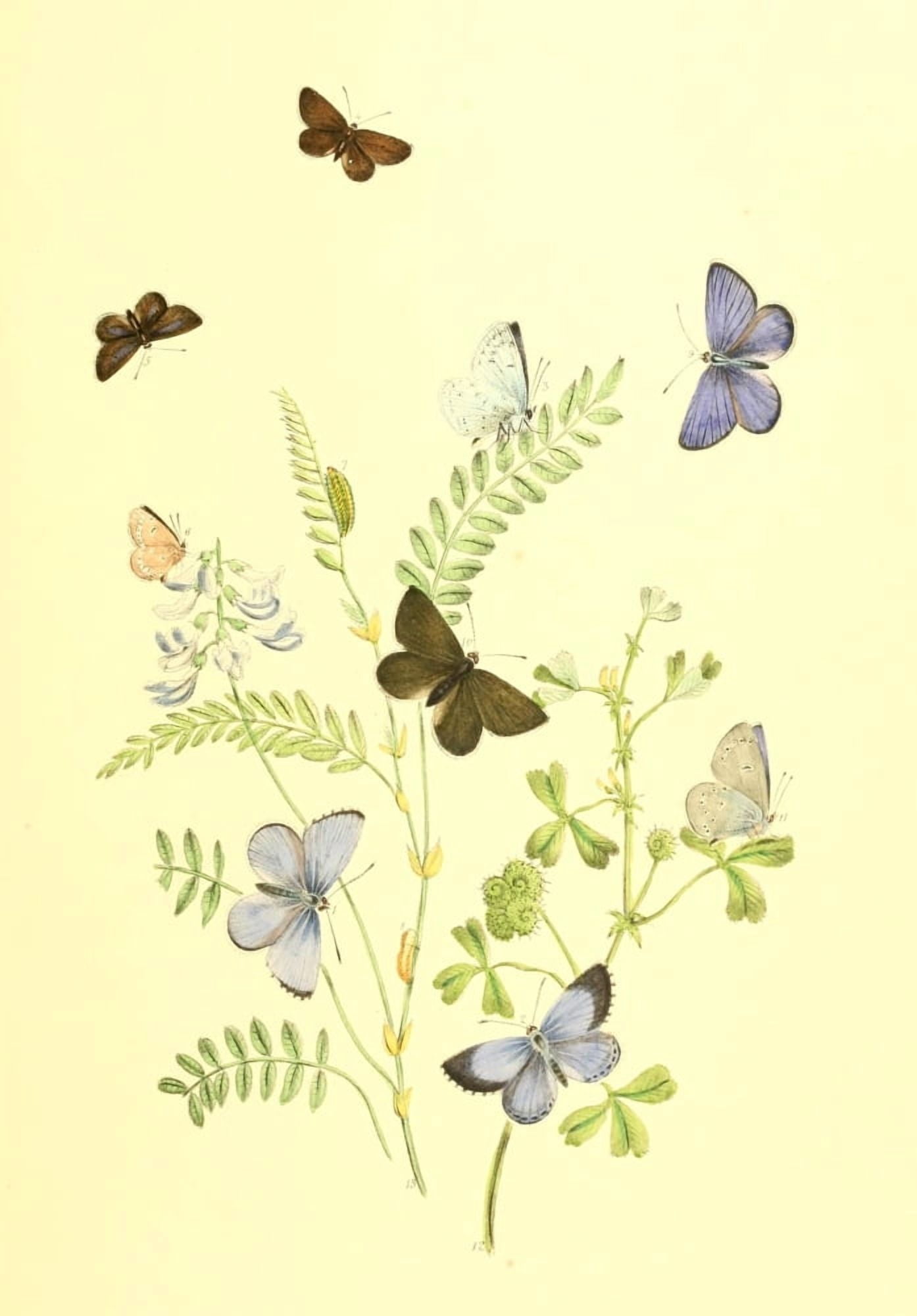 British Butterflies & their Transformations 1841 Butterflies 24 Canvas Art - Henry N Humphreys (24 x 36)