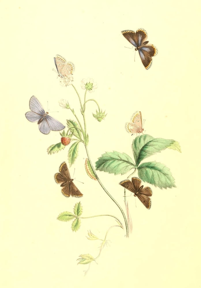 British Butterflies & their Transformations 1841 Butterflies 25 Canvas Art - Henry N Humphreys (18 x 24)