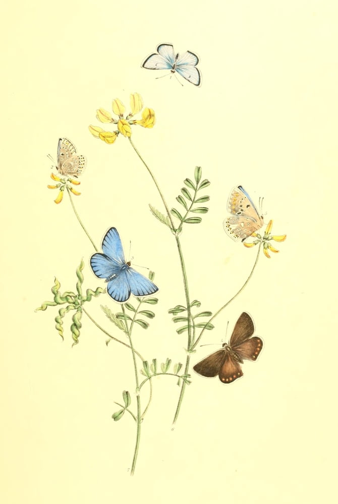 British Butterflies & their Transformations 1841 Butterflies 26 Canvas Art - Henry N Humphreys (18 x 24)