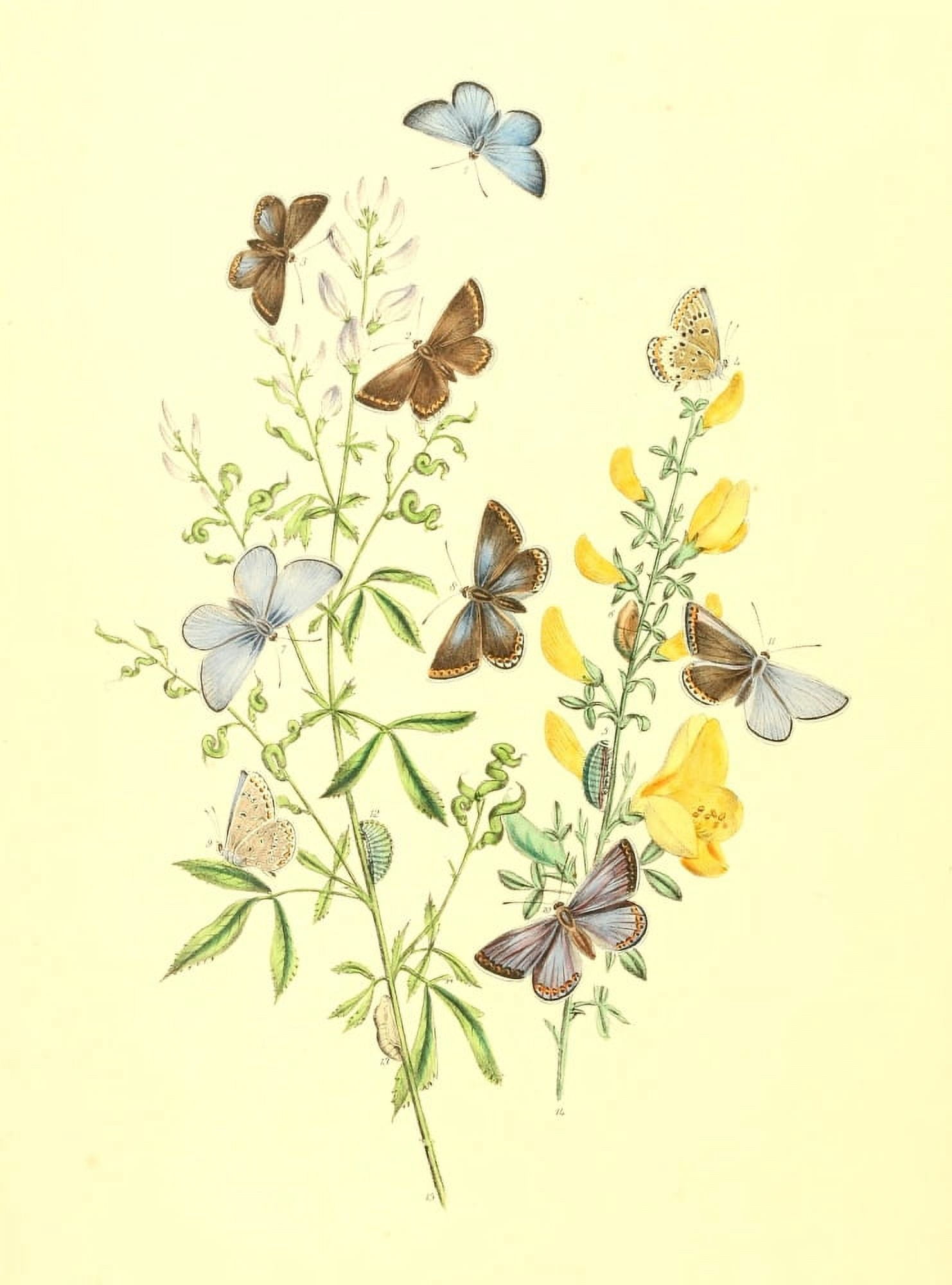 British Butterflies & their Transformations 1841 Butterflies 27 Canvas Art - Henry N Humphreys (18 x 24)