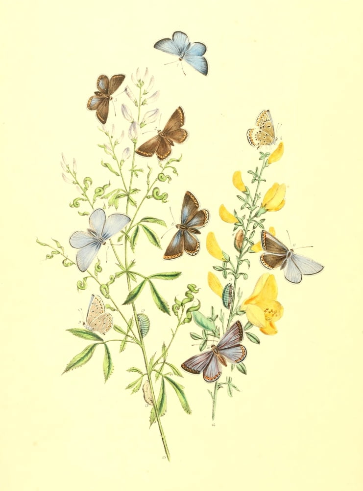 British Butterflies & their Transformations 1841 Butterflies 27 Canvas Art - Henry N Humphreys (24 x 36)