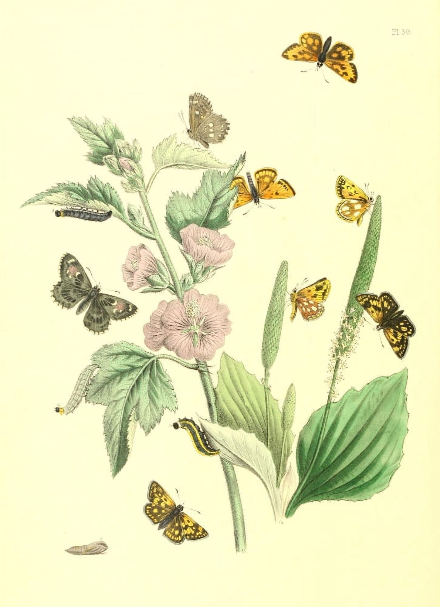 British Butterflies & their Transformations 1841 Butterflies 28 Canvas Art - Henry N Humphreys (18 x 24)