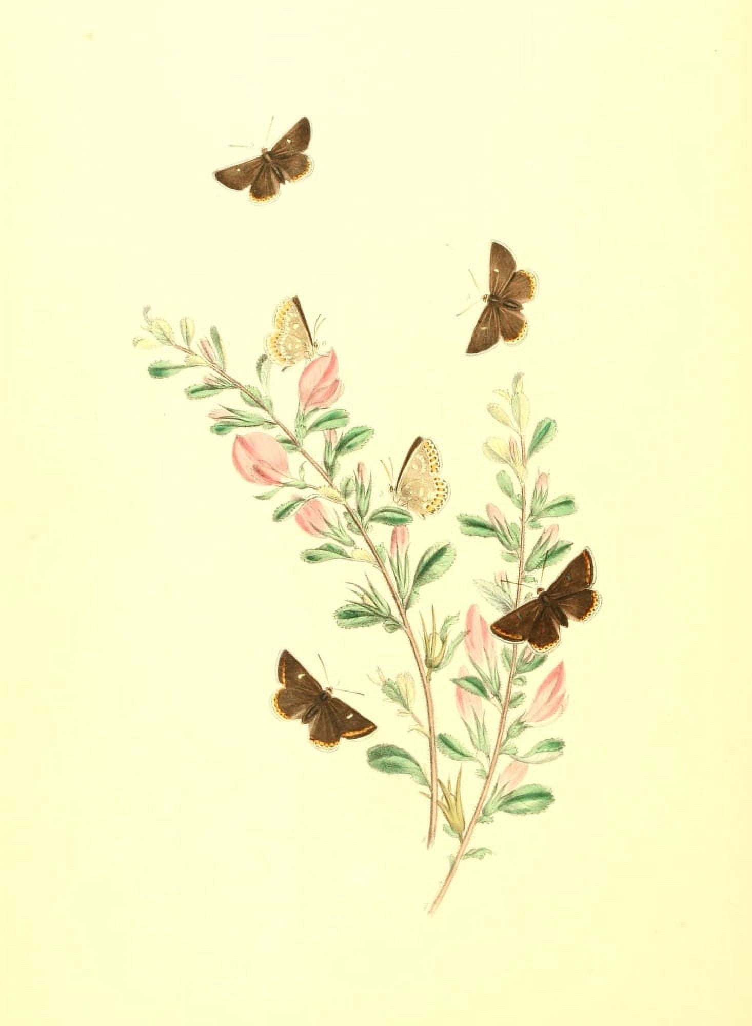 British Butterflies & their Transformations 1841 Butterflies 29 Canvas Art - Henry N Humphreys (24 x 36)