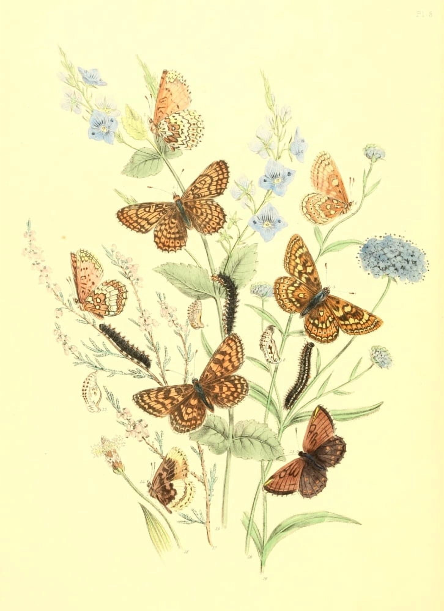 British Butterflies & their Transformations 1841 Butterflies 3 Canvas Art - Henry N Humphreys (18 x 24)