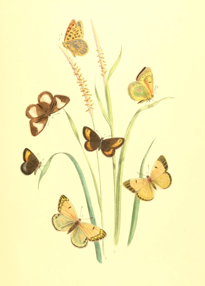 British Butterflies & their Transformations 1841 Butterflies 30 Canvas Art - Henry N Humphreys (24 x 36)