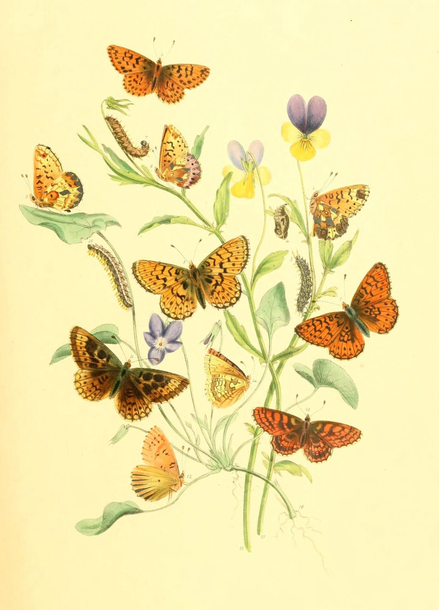 British Butterflies & their Transformations 1841 Butterflies 4 Canvas Art - Henry N Humphreys (18 x 24)