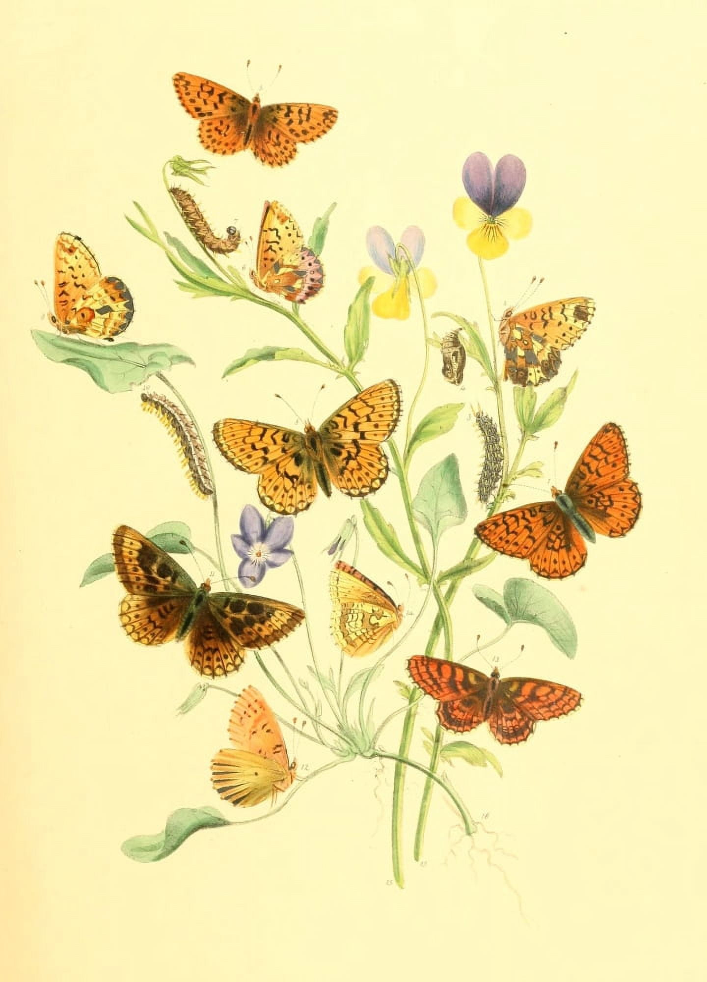 British Butterflies & their Transformations 1841 Butterflies 4 Canvas Art - Henry N Humphreys (24 x 36)