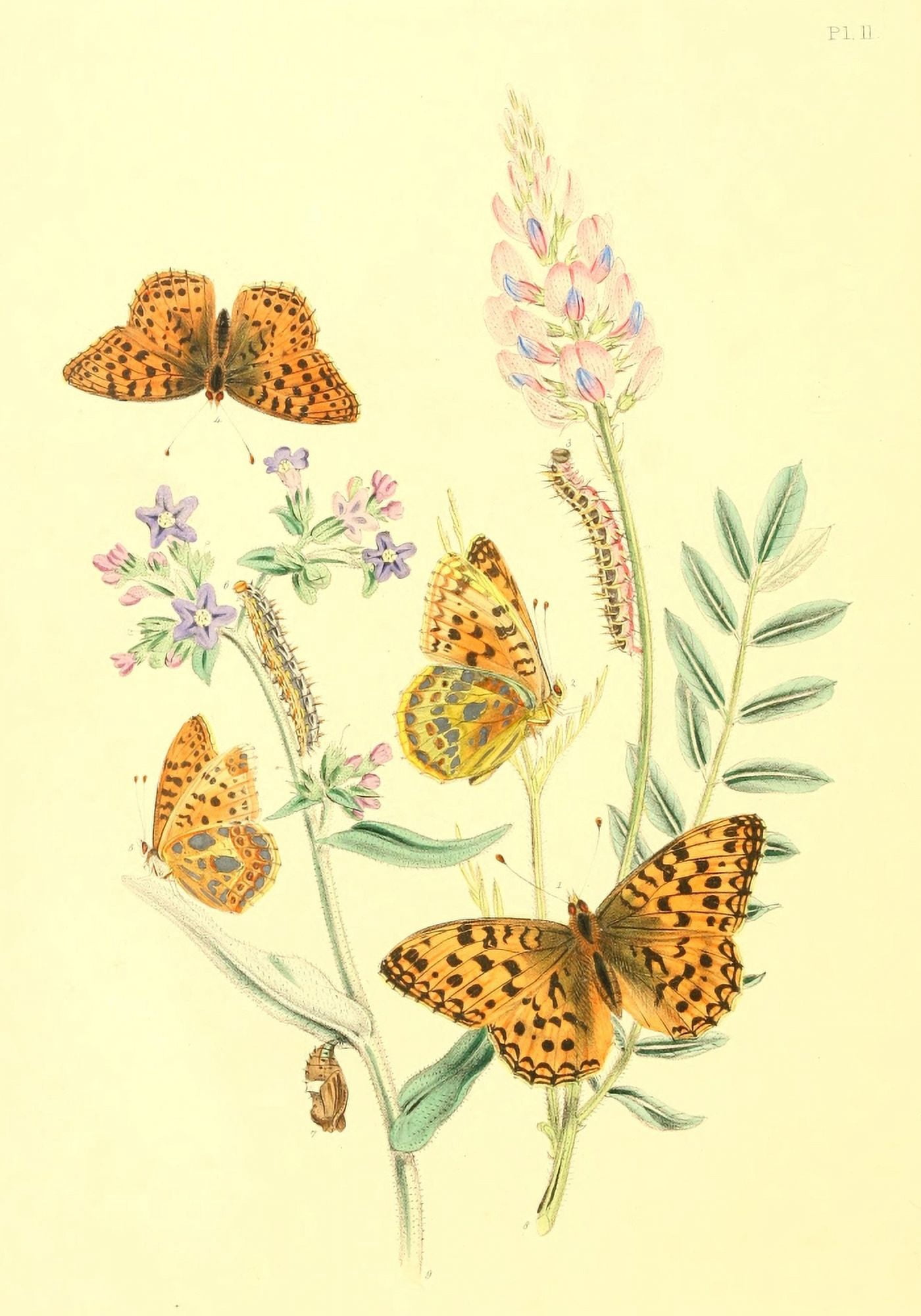 British Butterflies & their Transformations 1841 Butterflies 5 Canvas Art - Henry N Humphreys (18 x 24)