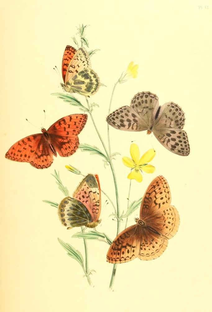 British Butterflies & their Transformations 1841 Butterflies 7 Canvas Art - Henry N Humphreys (18 x 24)