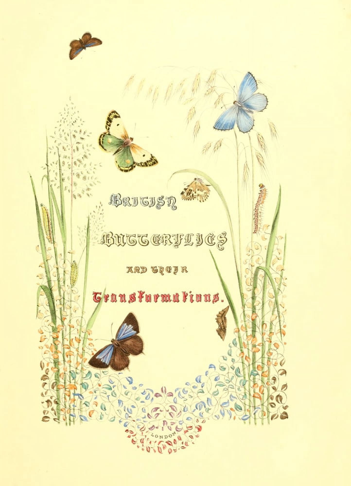 British Butterflies & their Transformations 1841 Title Page Canvas Art - Henry N Humphreys (18 x 24)