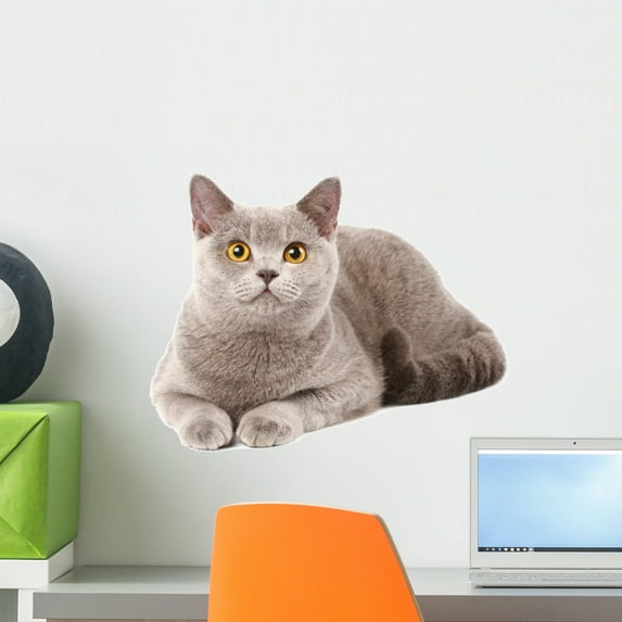 British Cat Wall Decal by Wallmonkeys Peel and Stick Graphic (18 in W x 14 in H) WM268675
