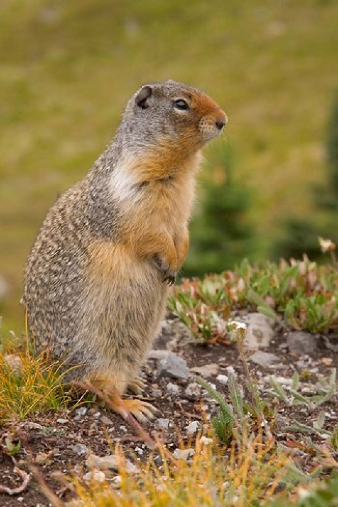 British Columbia Banff NP Columbian ground squirrel Canvas Art - Jaynes Gallery DanitaDelimont (17 x 26)